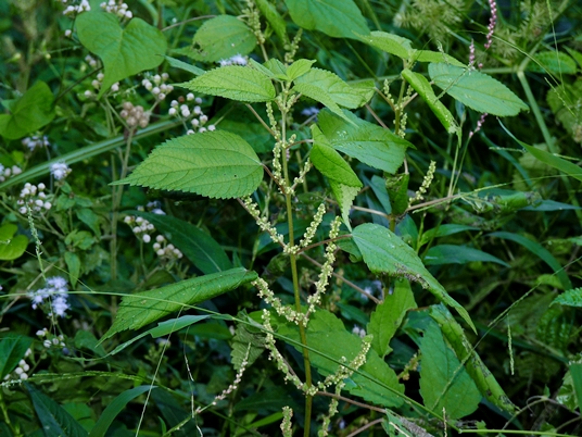 {Boehmeria cylindrica}